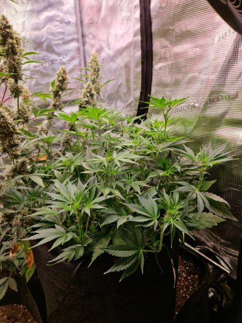 Frostbanger Auto F4. Week 5 - 26.6