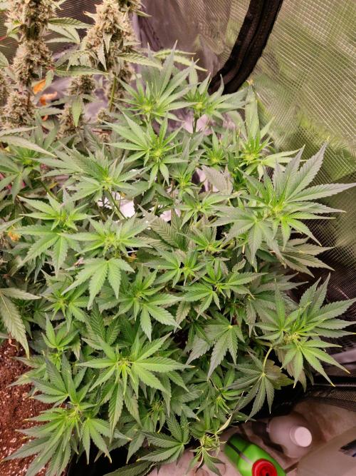 Frostbanger Auto F4. Week 5 - 26.6