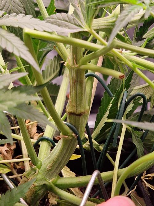 Frostbanger Auto F4. Week 5 - 25.6