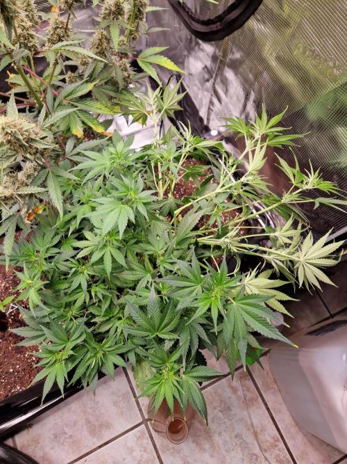 Frostbanger Auto F4. Week 5 - 25.6