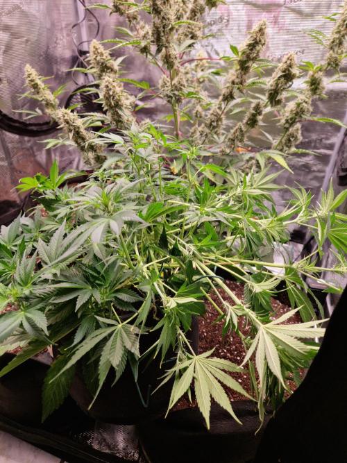 Frostbanger Auto F4. Week 5 - 25.6