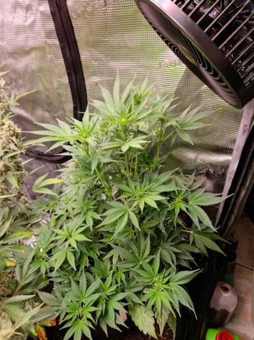 Frostbanger Auto F4. Week 5 - 25.6