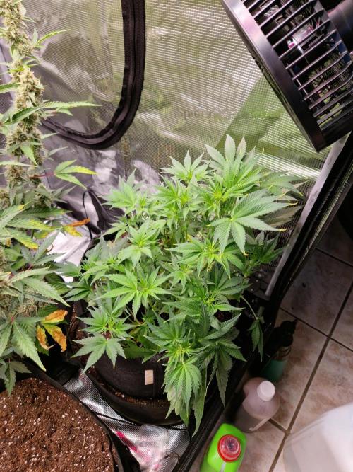 Frostbanger Auto F4. Week 5 - 22.6