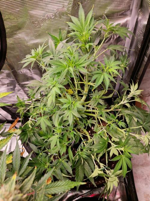 Frostbanger Auto F4. Week 5 - 22.6