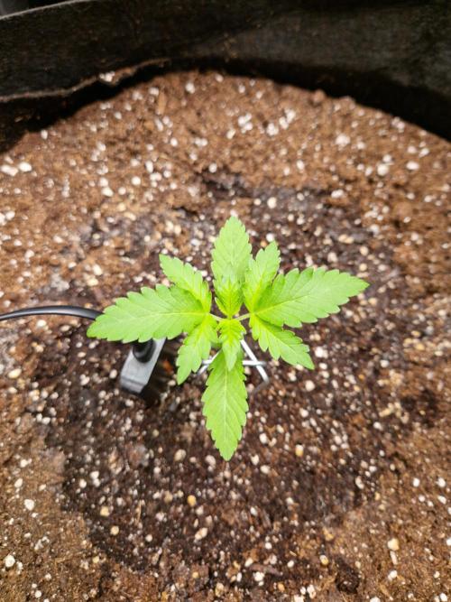 Mix Pack Auto RF3. Week 2 - 28.6