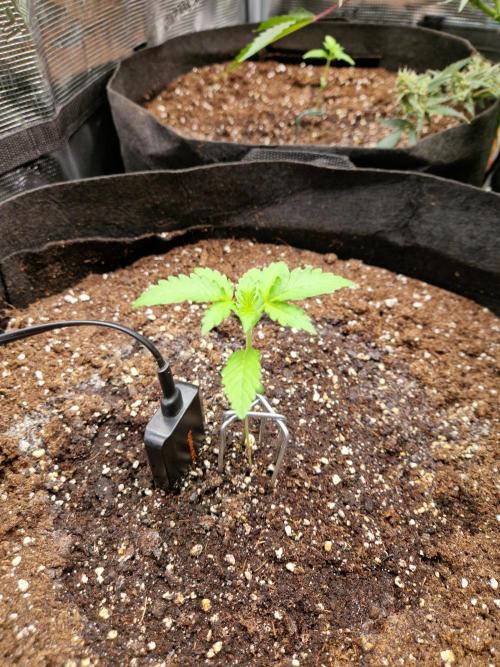 Mix Pack Auto RF3. Week 2 - 28.6