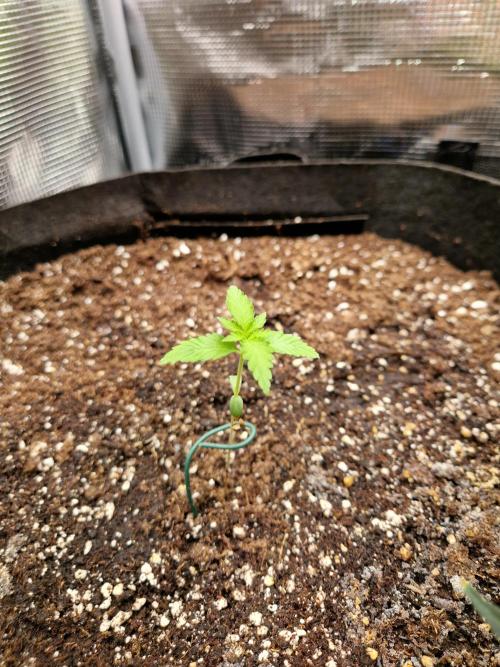 Mix Pack Auto RF3. Week 2 - 28..6