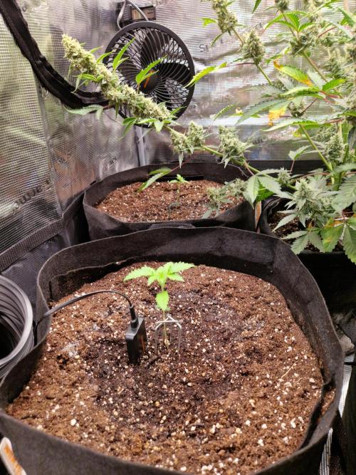 Mix Pack Auto RF3. Week 2 - 28.6