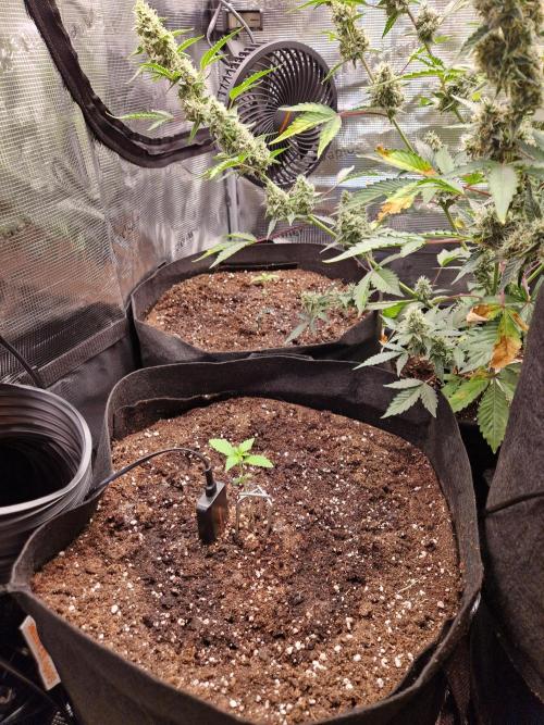 Mix Pack Auto RF3. Week 2 - 26.6