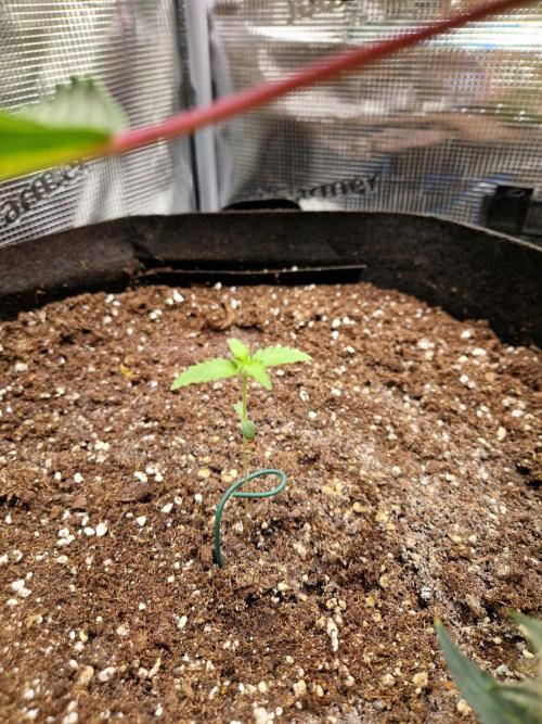 Mix Pack Auto RF3. Week 2 - 26.6