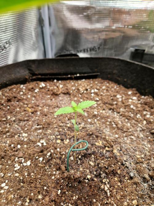 Mix Pack Auto RF3. Week 2 - 25.6