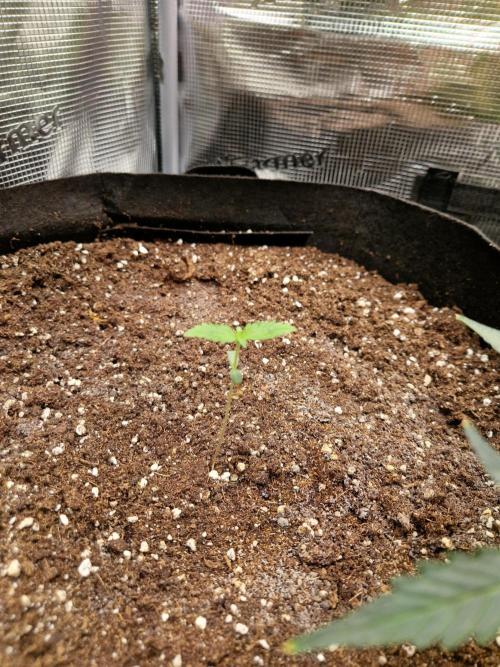 Mix Pack Auto RF3. Week 2 - 23.6
