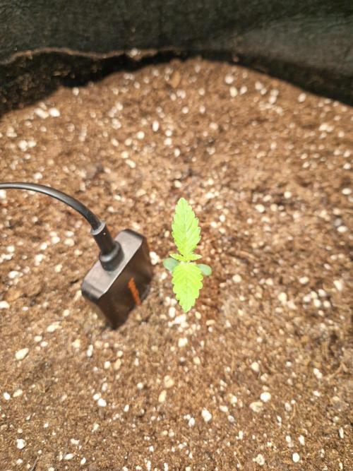 Mix Pack Auto RF3. Week 2 - 23.6
