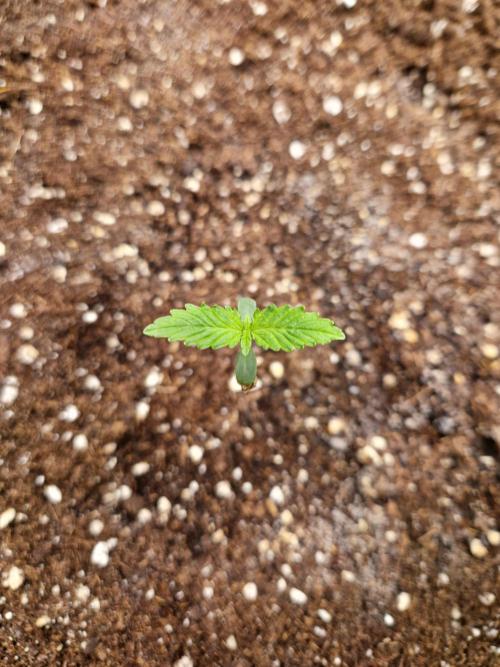 Mix Pack Auto RF3. Week 2 - 22.6