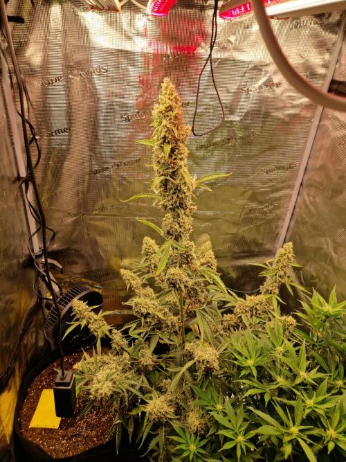 Sherbet Queen Auto. Week 9 - 5.7