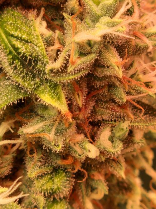 Sherbet Queen Auto. Week 9 - 5.7