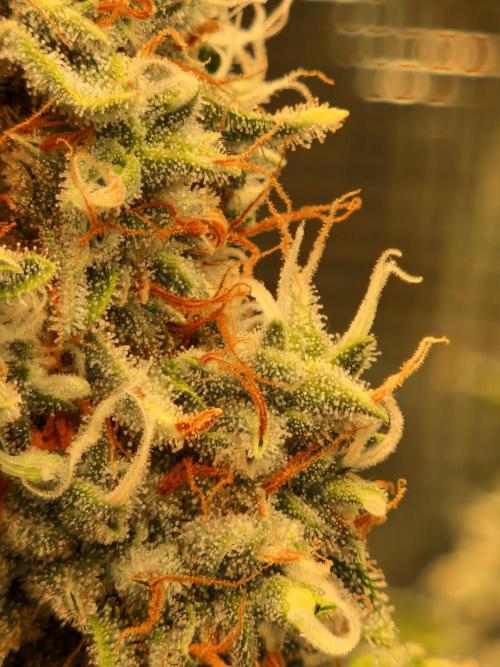 Sherbet Queen Auto. Week 9 - 5.7