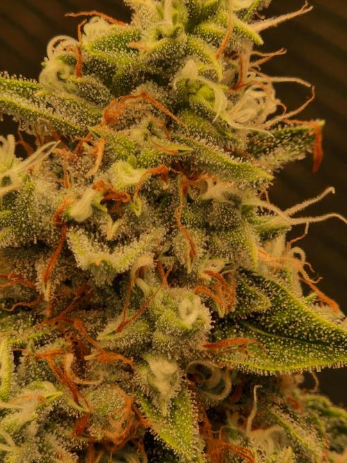 Sherbet Queen Auto. Week 9 - 5.7