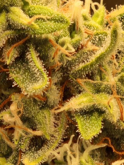 Sherbet Queen Auto. Week 9 - 5.7