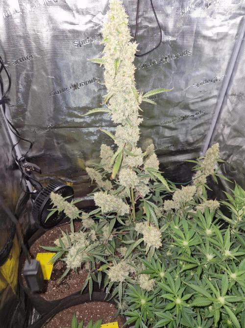 Sherbet Queen Auto. Week 9 - 5.7