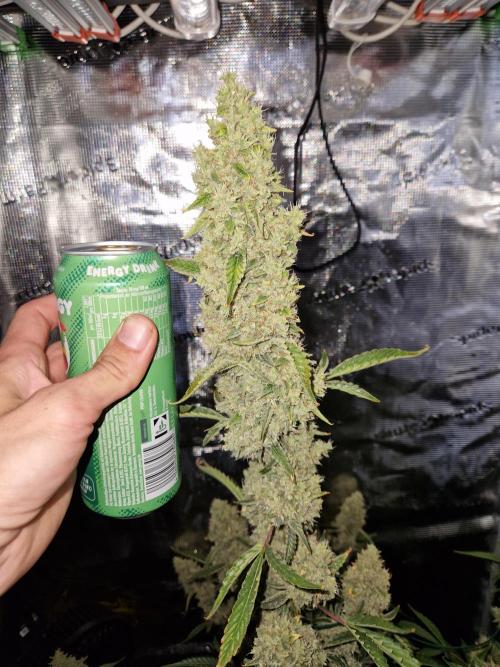 Sherbet Queen Auto. Week 9 - 5.7