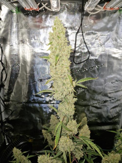 Sherbet Queen Auto. Week 9 - 5.7