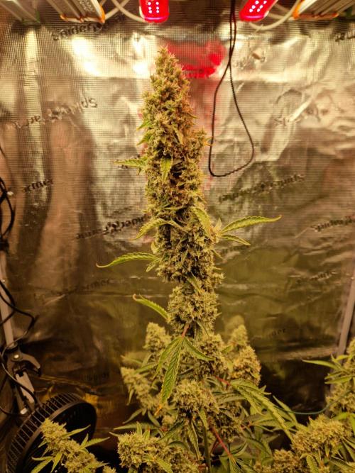 Sherbet Queen Auto. Week 9 - 5.7