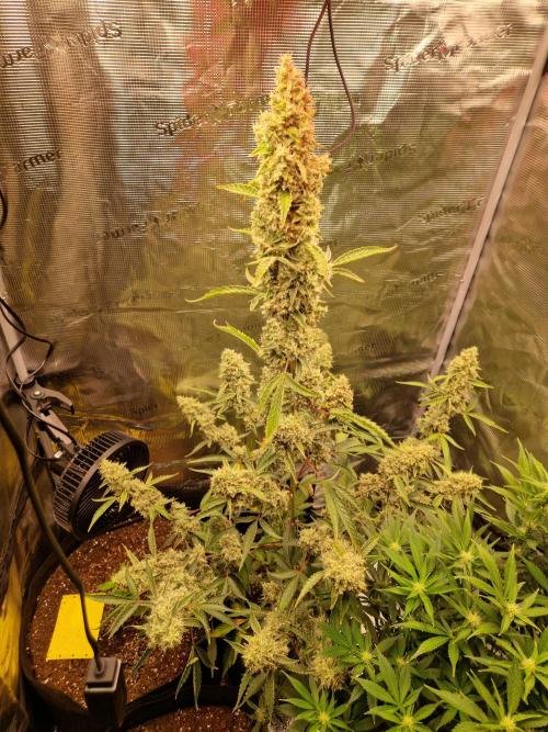 Sherbet Queen Auto. Week 9 - 5.7