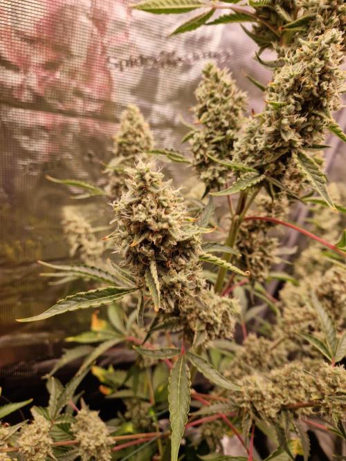 Sherbet Queen Auto. Week 9 - 3.7