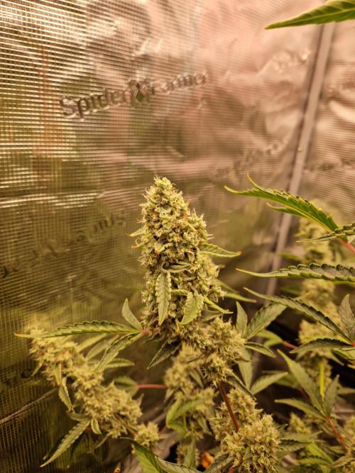 Sherbet Queen Auto. Week 9 - 3.7