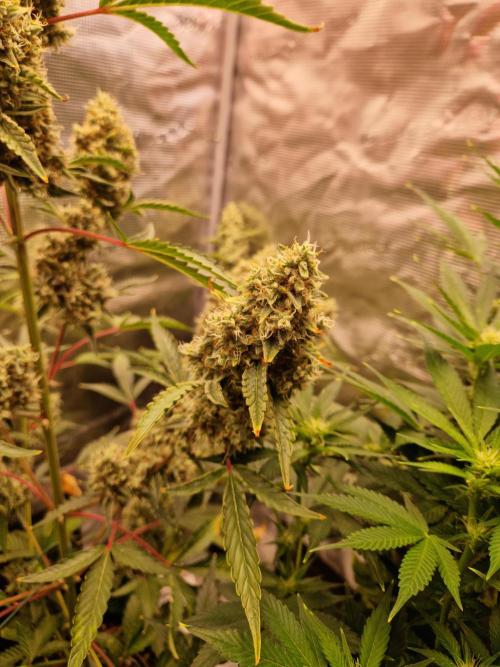 Sherbet Queen Auto. Week 9 - 3.7