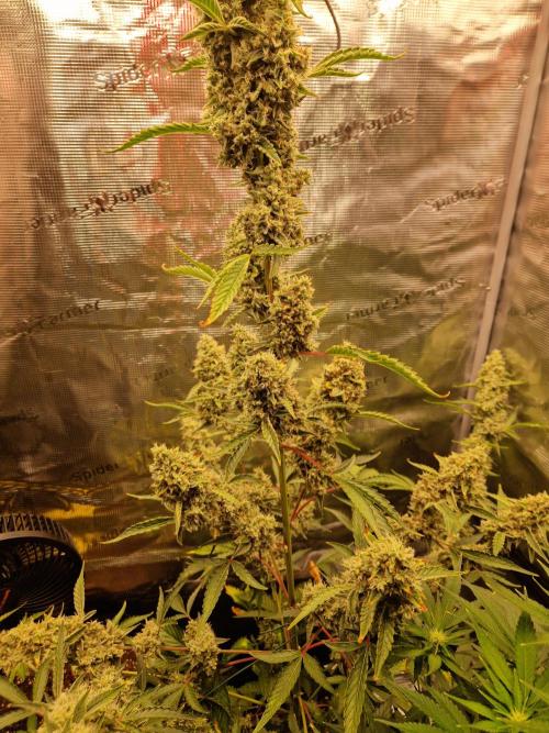 Sherbet Queen Auto. Week 9 - 3.7