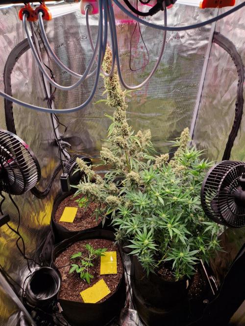 Frostbanger Auto F4. Week 6 - 5.7
