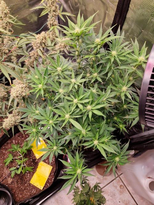 Frostbanger Auto F4. Week 6 - 5.7