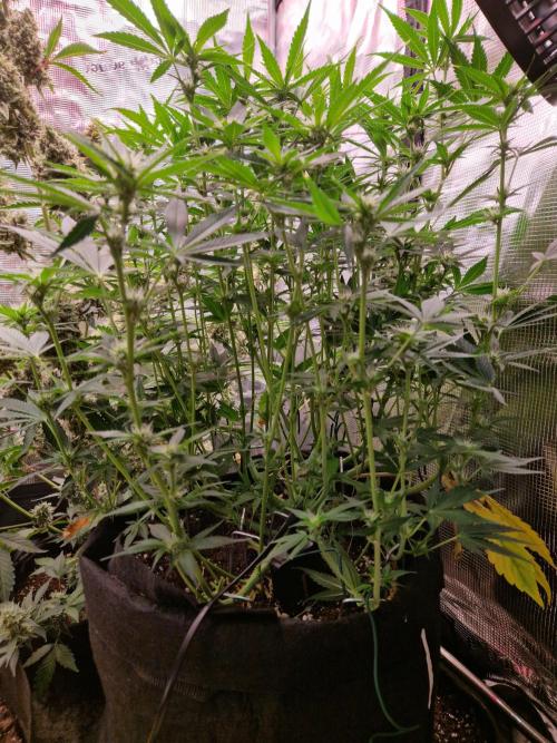 Frostbanger Auto F4. Week 6 - 5.7