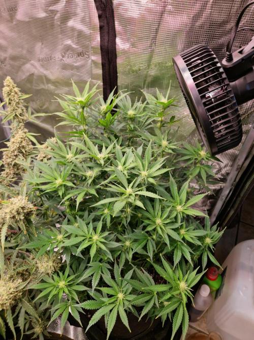 Frostbanger Auto F4. Week 6 - 5.7