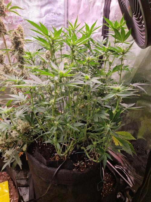 Frostbanger Auto F4. Week 6 - 3.7
