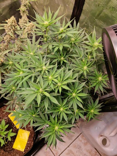 Frostbanger Auto F4. Week 6 - 3.7