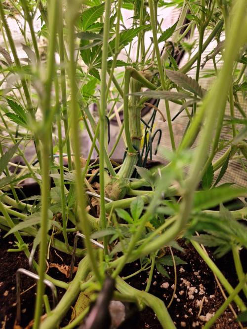 Frostbanger Auto F4. Week 6 - 3.7