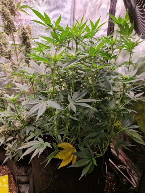 Frostbanger Auto F4. Week 6 - 3.7