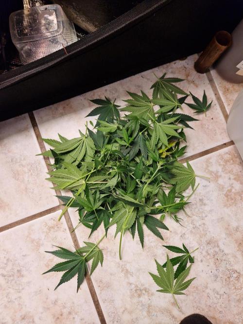 Frostbanger Auto F4. Week 6 - 3.7