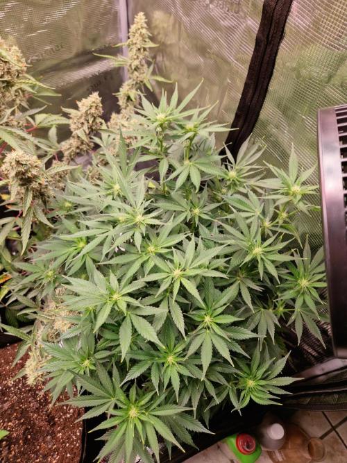 Frostbanger Auto F4. Week 6 - 1.7