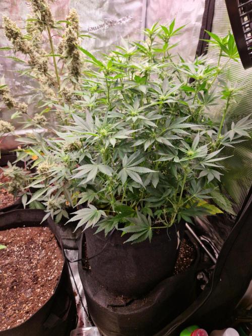 Grow Tent 3x3x6 (90cm x 90cm x 180cm). Week 6