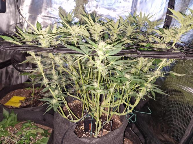 Frostbanger Auto F4. Week 7 - 12.6