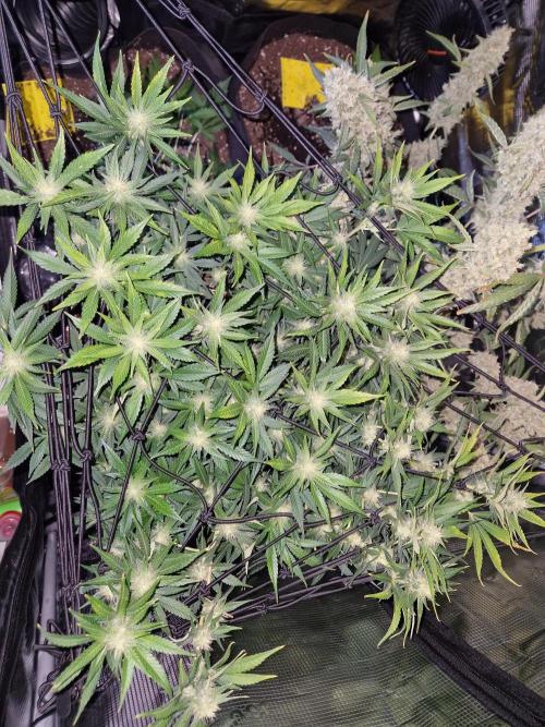 Frostbanger Auto F4. Week 7 - 12.6
