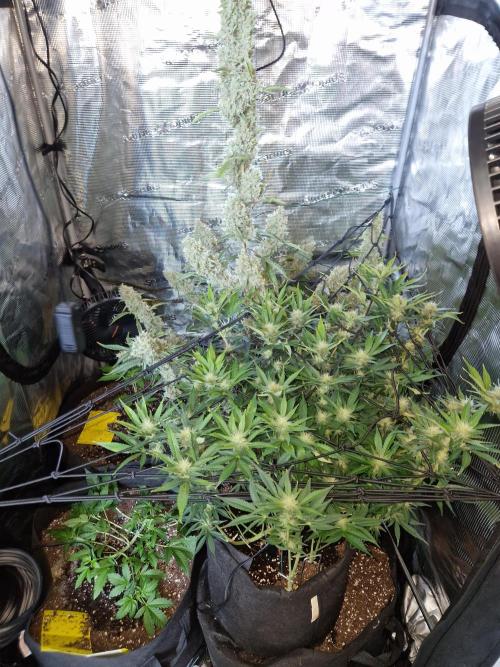 Frostbanger Auto F4. Week 7 - 12.6