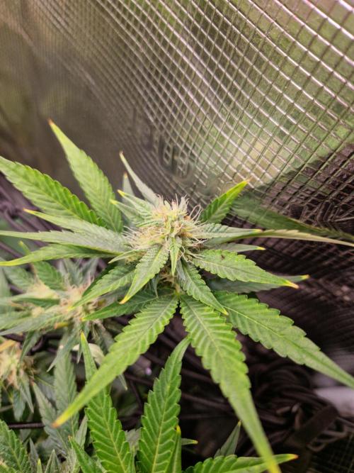 Frostbanger Auto F4. Week 7 - 12.6