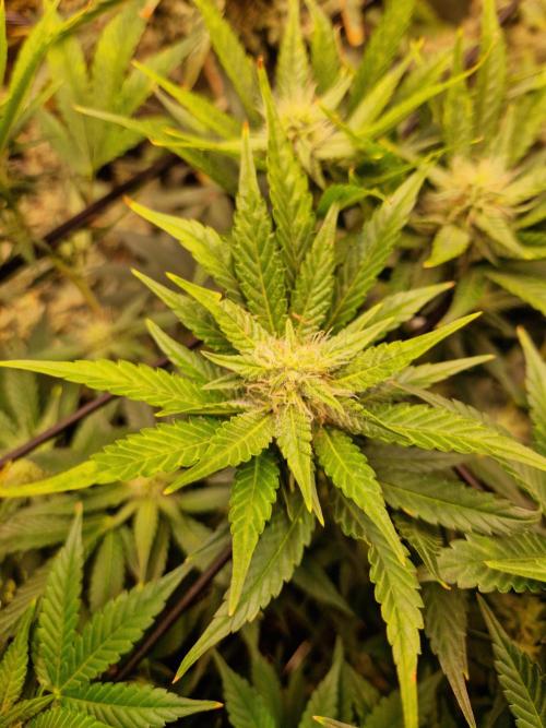 Frostbanger Auto F4. Week 7 - 12.6