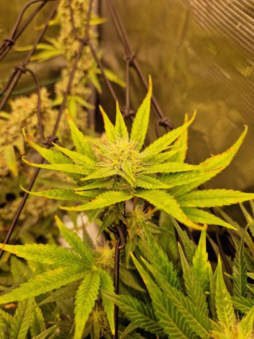 Frostbanger Auto F4. Week 7 - 12.6