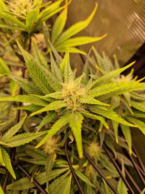 Frostbanger Auto F4. Week 7 - 12.6